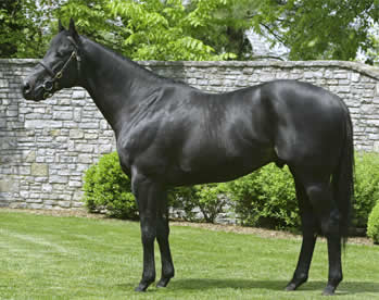 Photo by Coolmore America