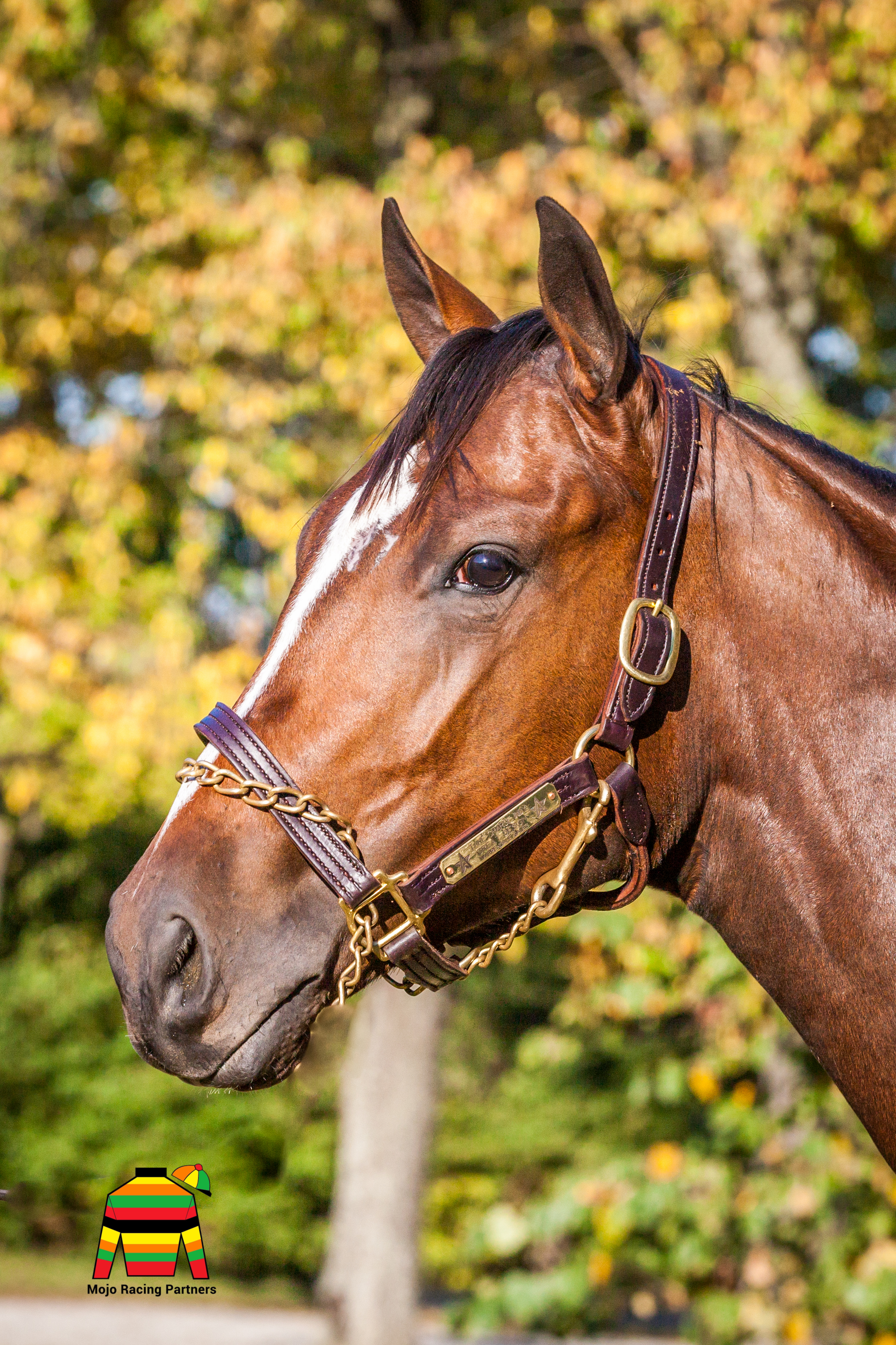 Brickyard Baby Headshot